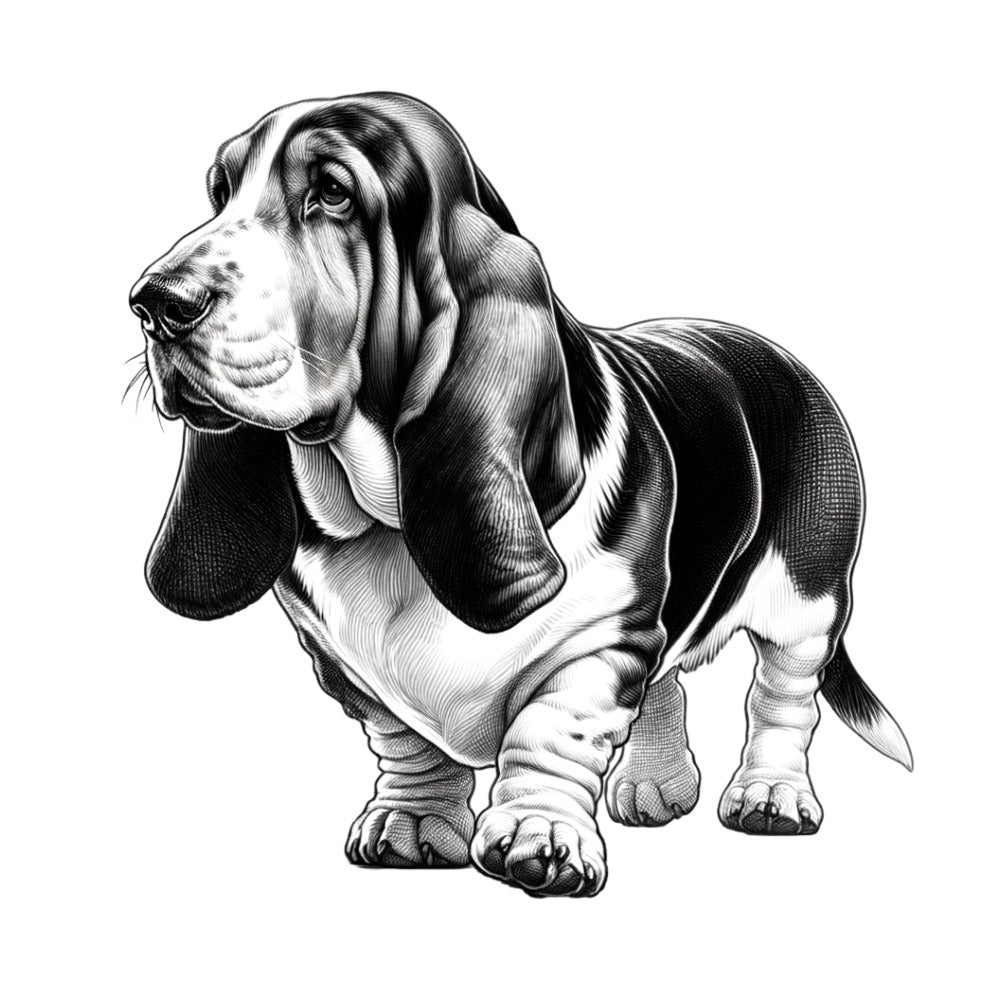 Basset hound dog jpeg file