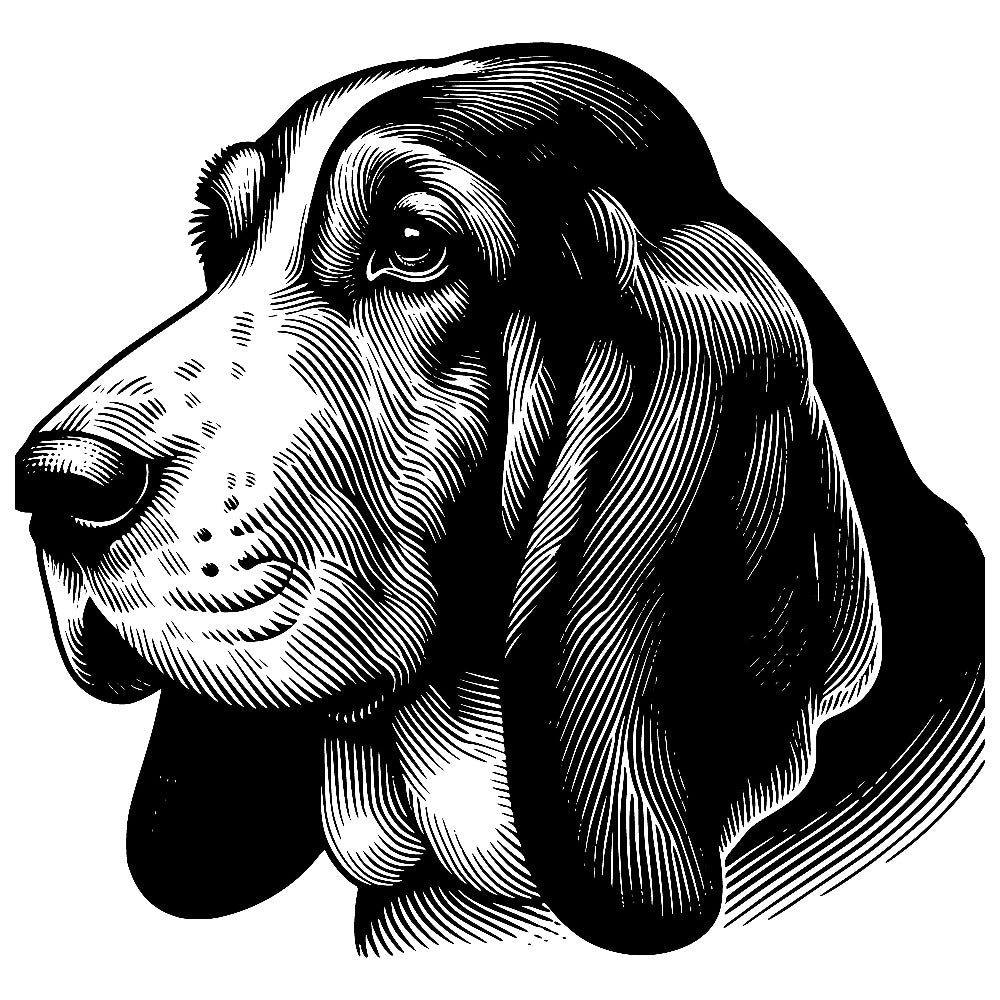 Basset hound head jpeg file