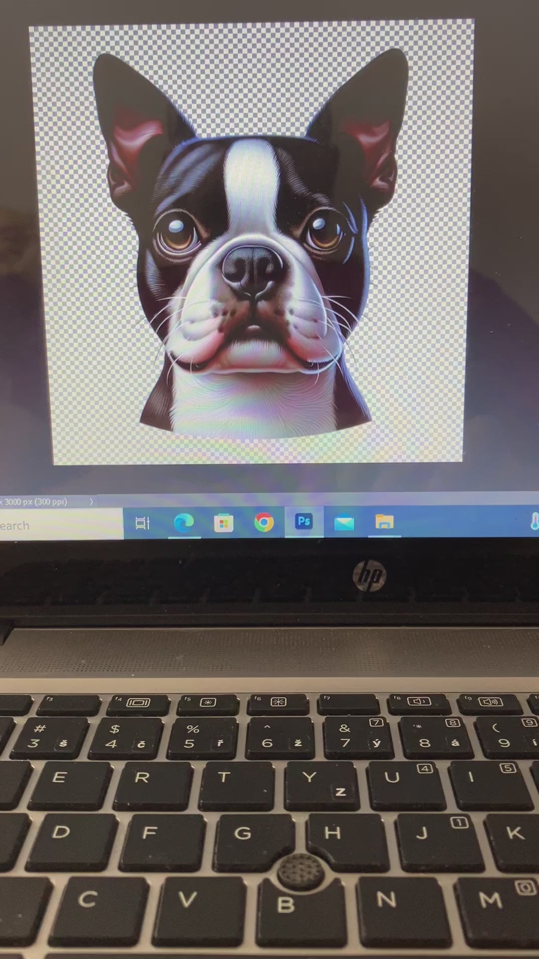 Boston terrier video file