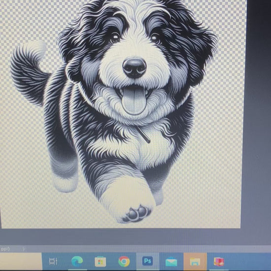 Bernedoodle video file